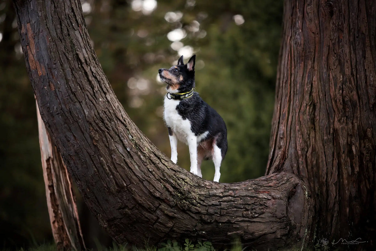 TRUELOVE Reflective Nylon Dog Collar TLC5011