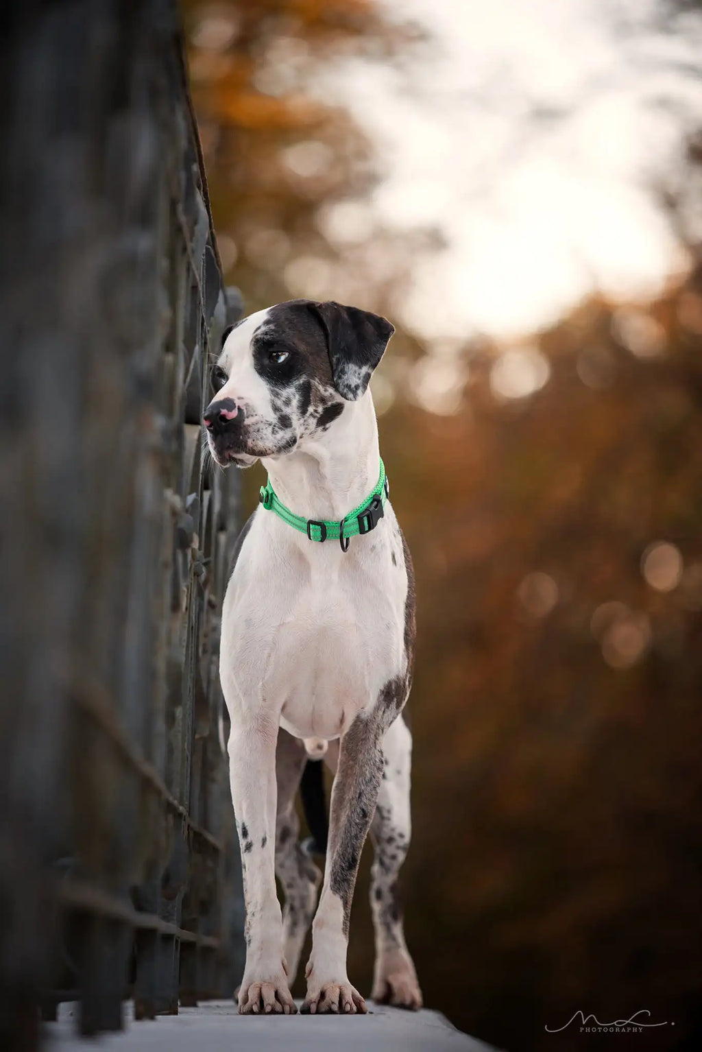 TRUELOVE Reflective Nylon Dog Collar TLC5011
