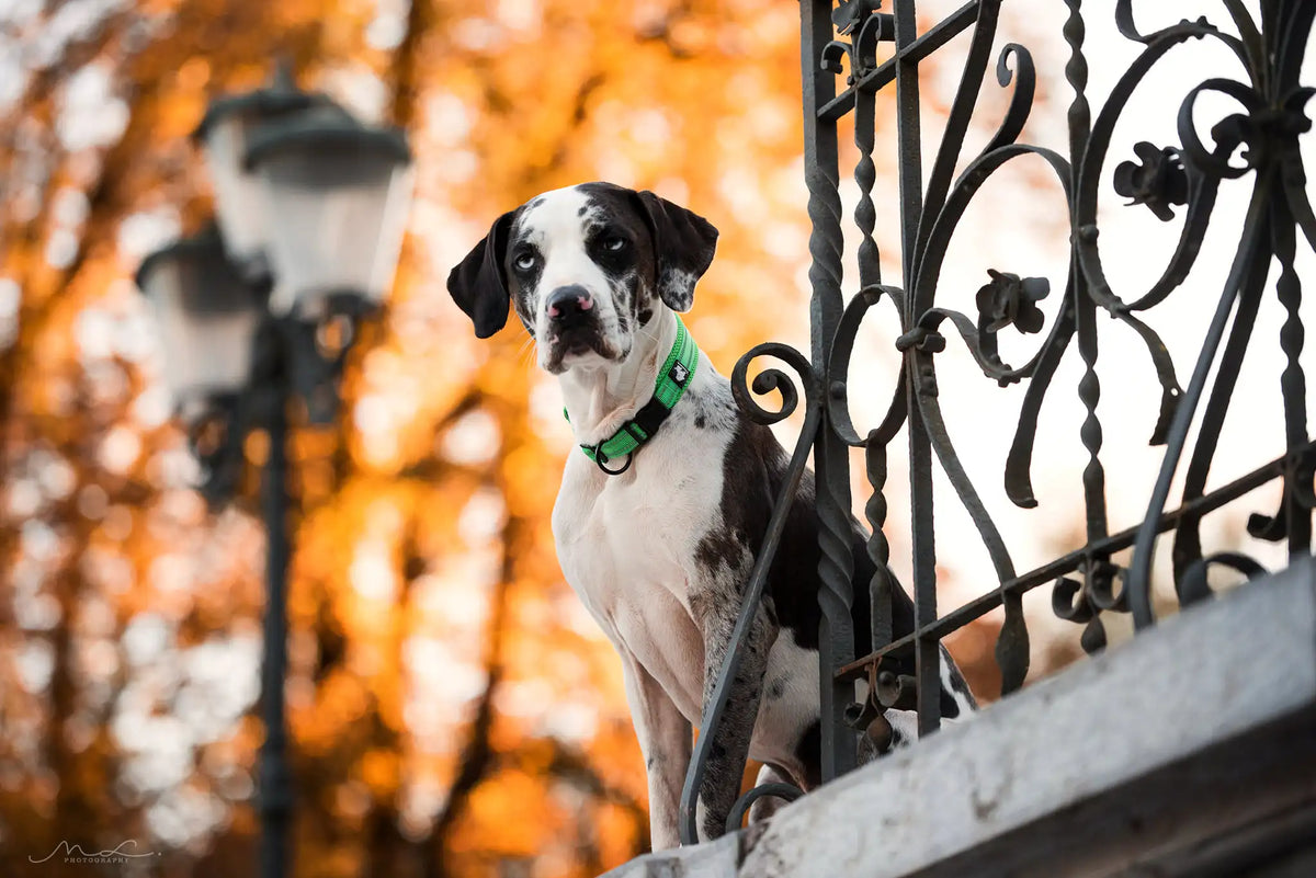 TRUELOVE Reflective Nylon Dog Collar TLC5011