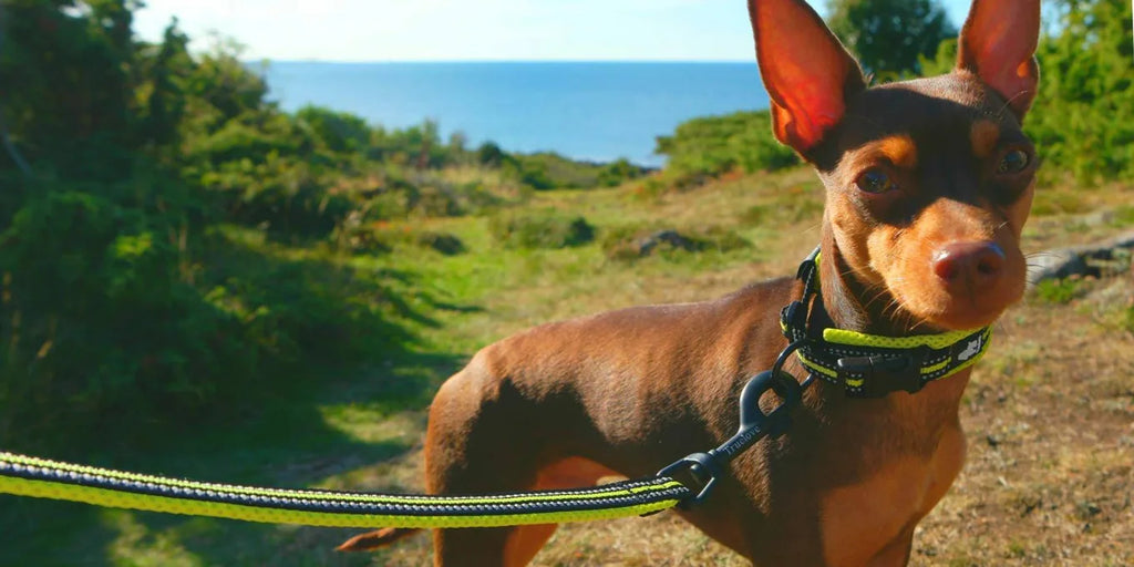 Winhyepet Padded Nylon Dog Collar