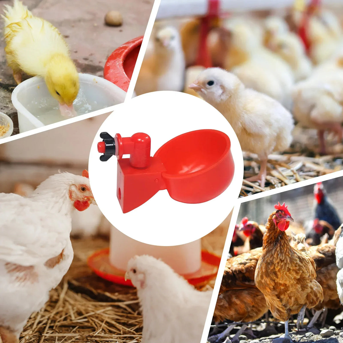 Automatic Poultry Drinking Cup for Chickens & Ducks