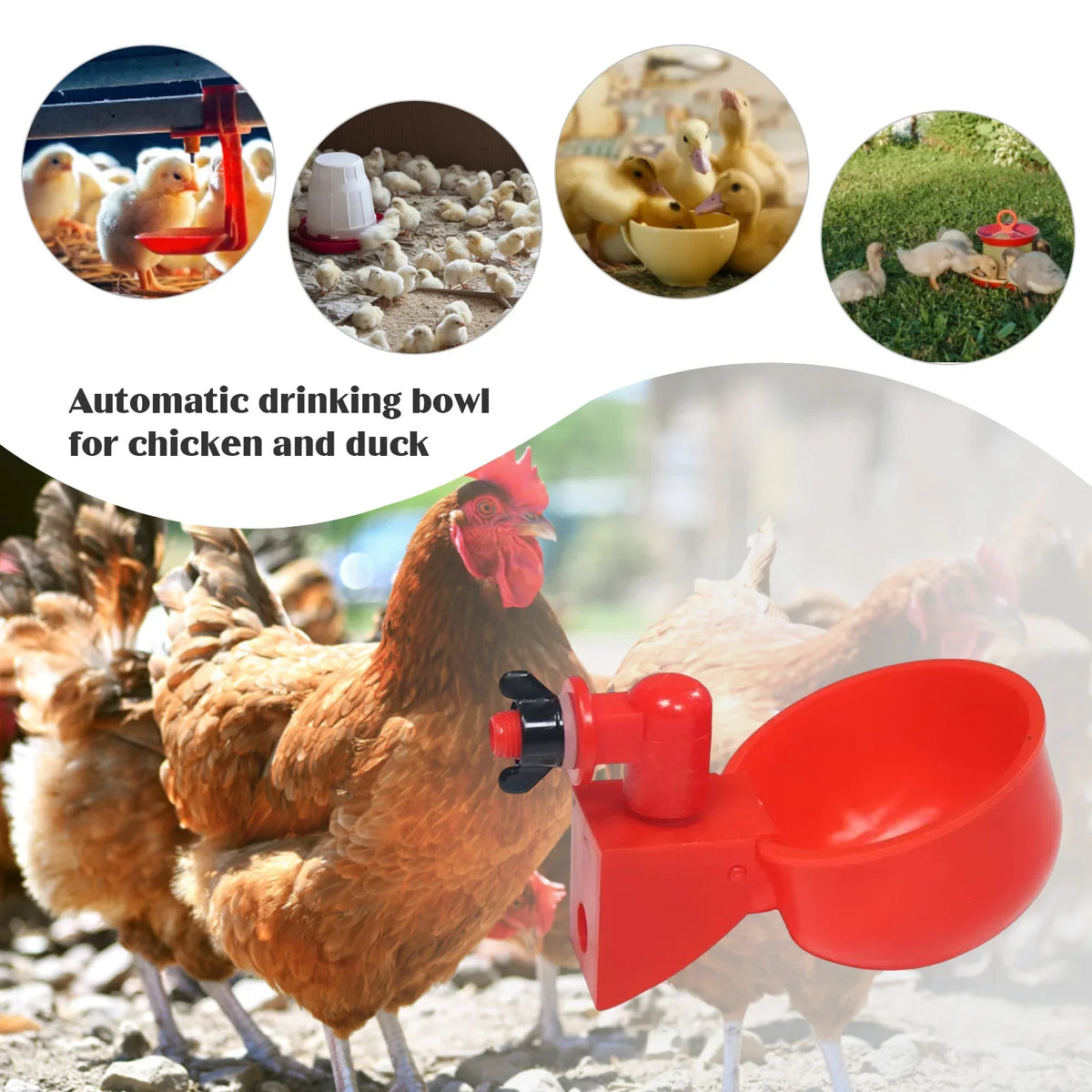 Automatic Poultry Drinking Cup for Chickens & Ducks