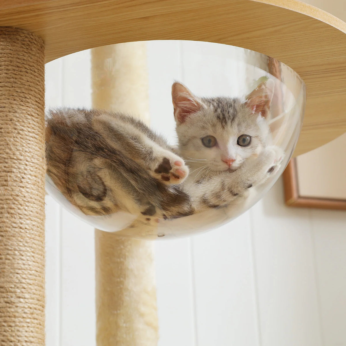 Multi-Level Wooden Cat Tree with Condo & Hammock