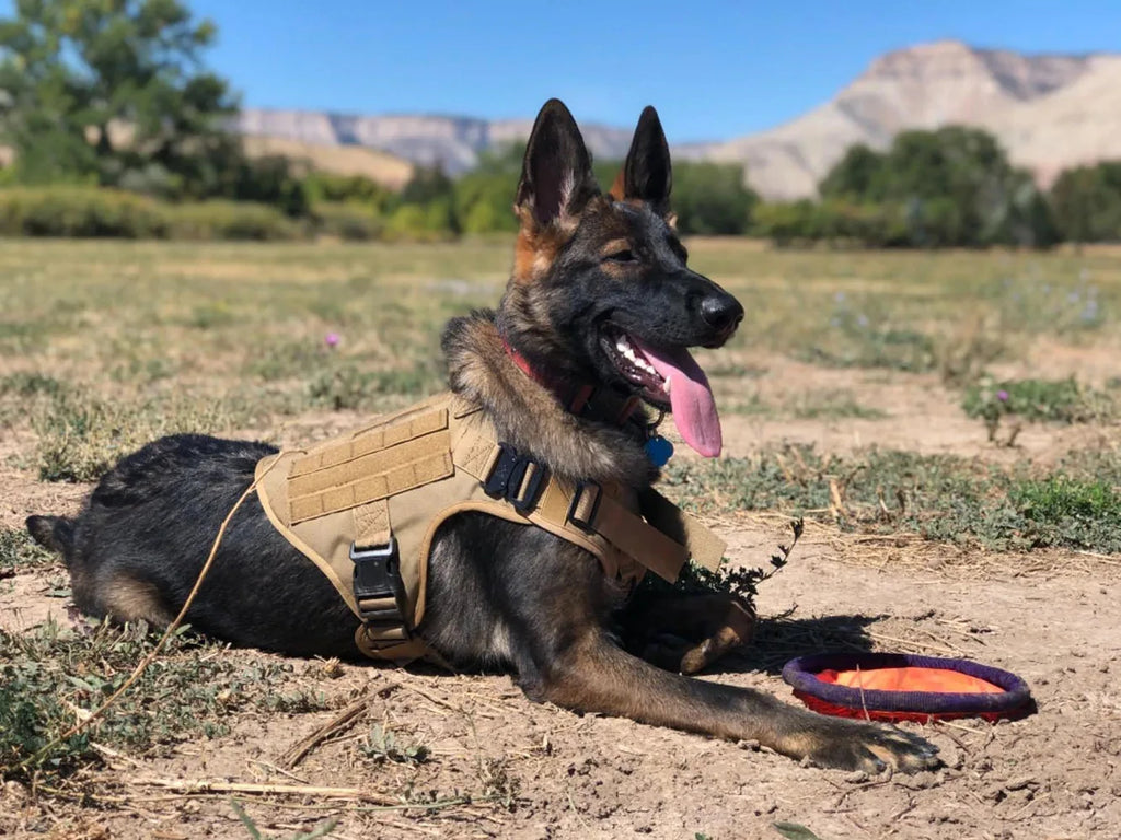 PETRAVEL Adjustable Dog Harness & Collar Set