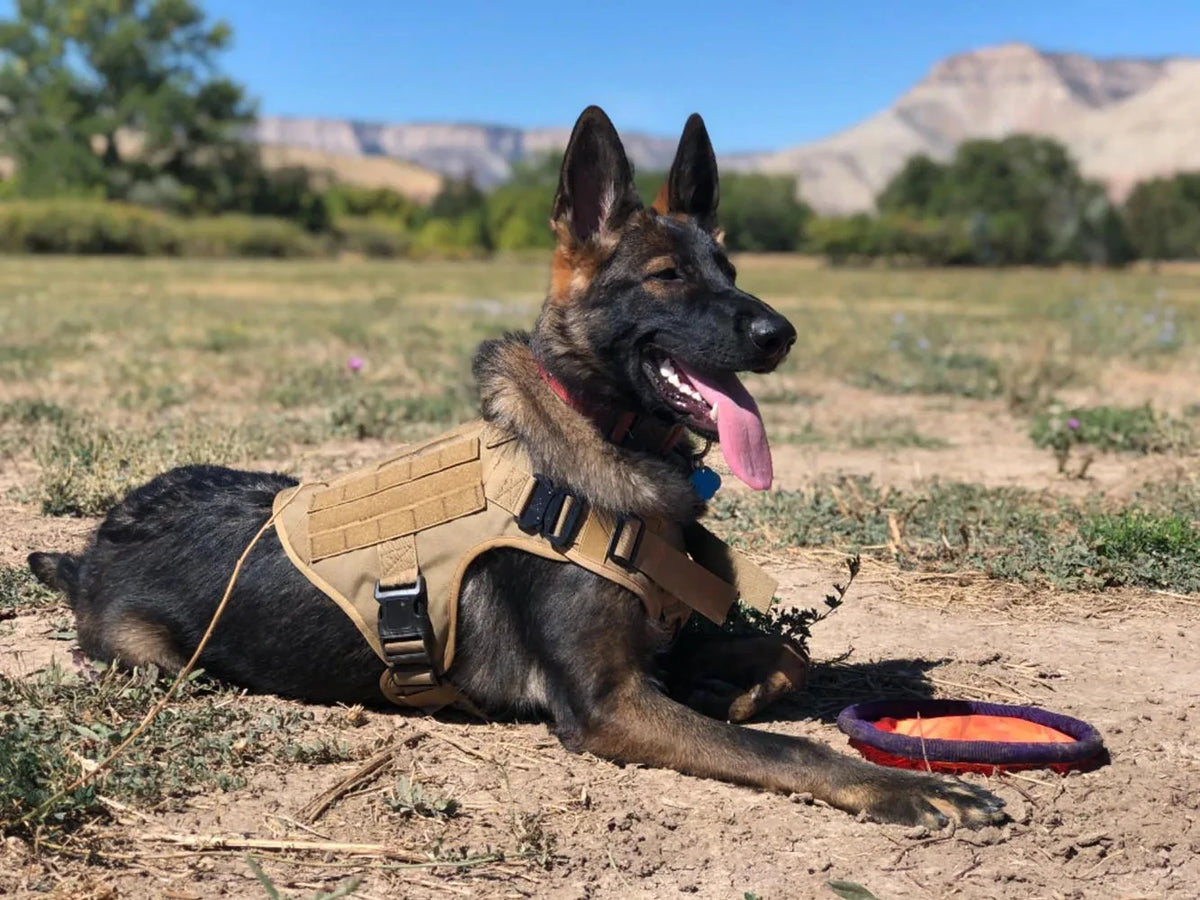 PETRAVEL Adjustable Dog Harness & Collar Set
