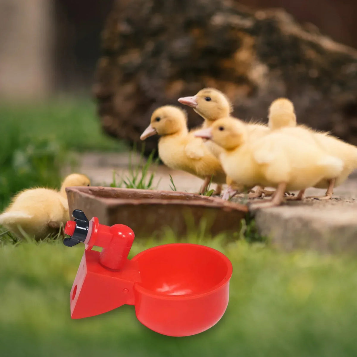 Automatic Poultry Drinking Cup for Chickens & Ducks