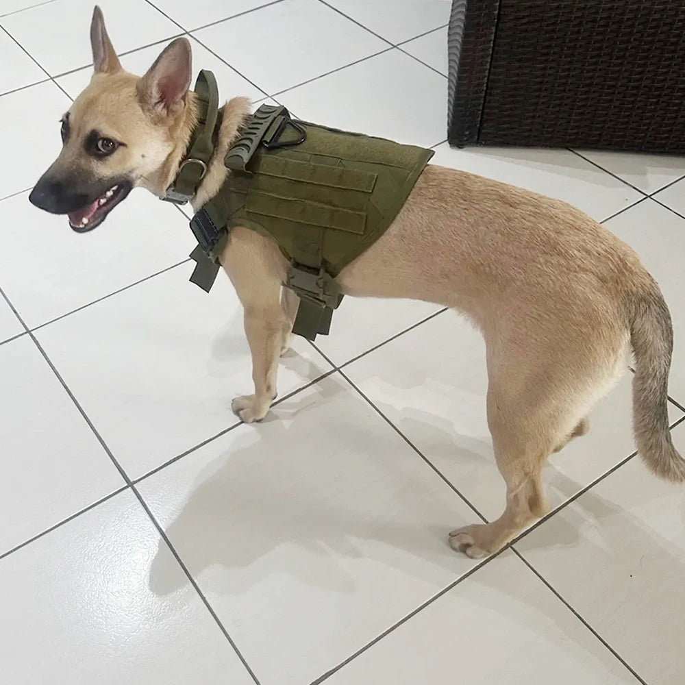 PETRAVEL Adjustable Dog Harness & Collar Set