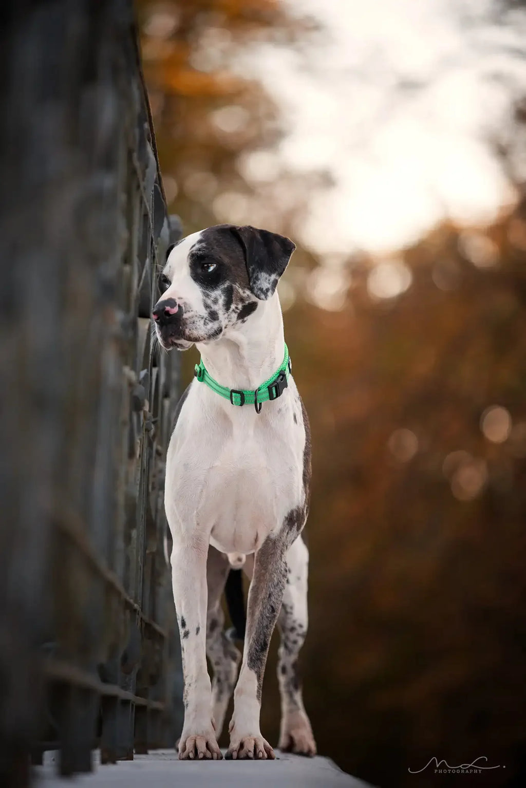 TRUELOVE Reflective Nylon Dog Collar TLC5011